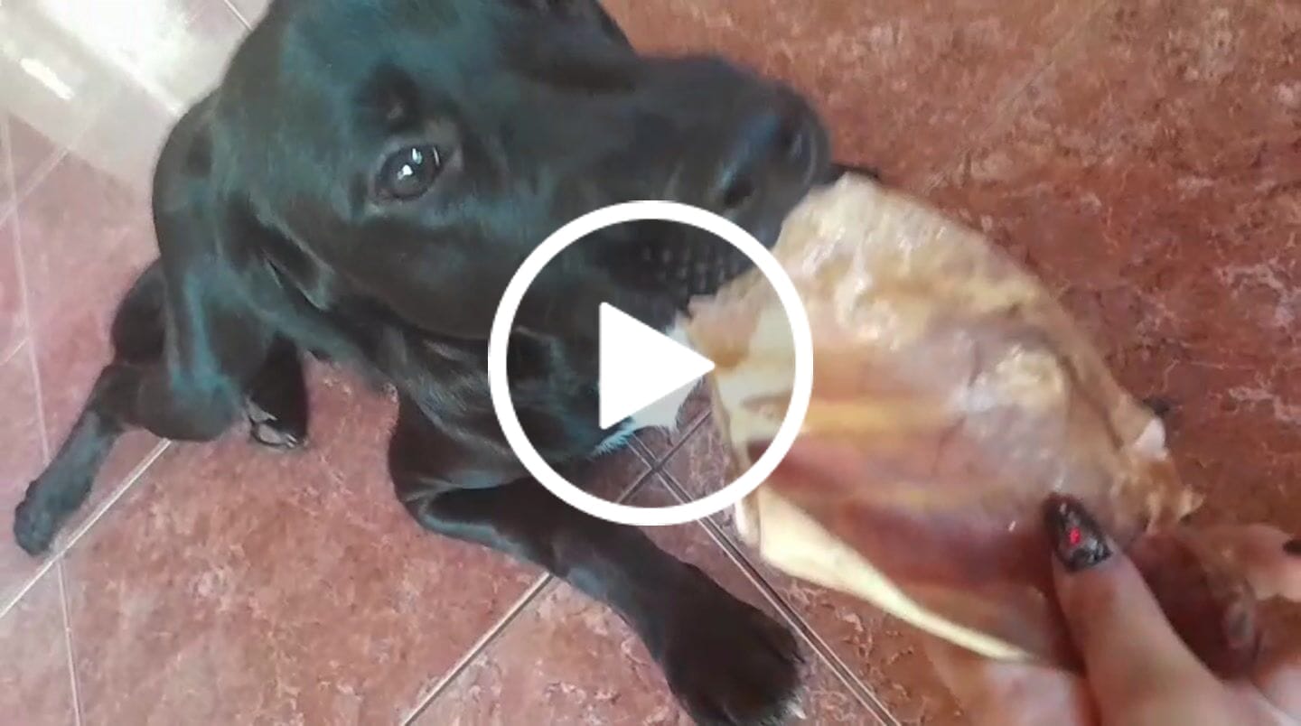 Customer video review of Oreja de cerdo