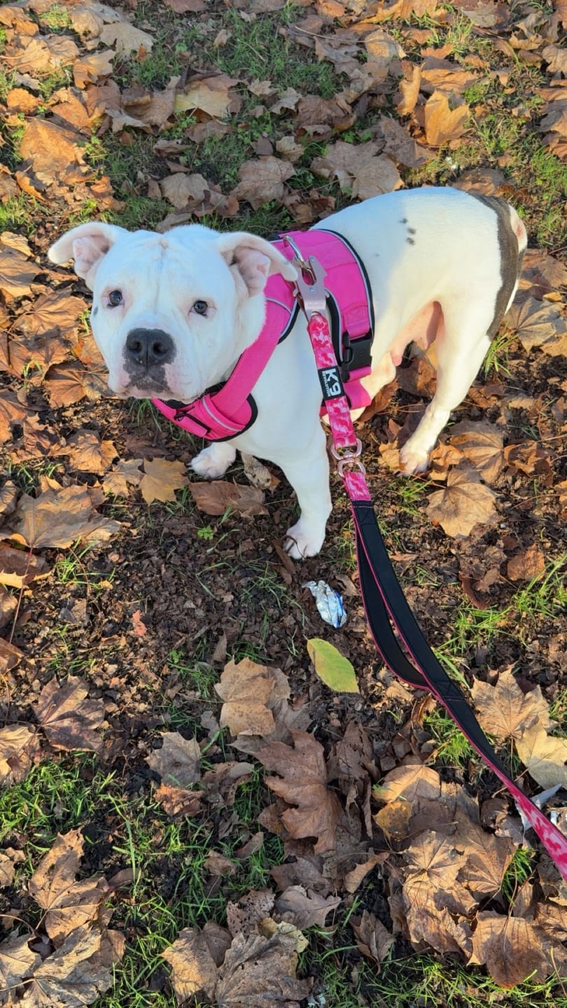 Customer photo review of Comfort Premium Harness | Non Restrictive - Magenta