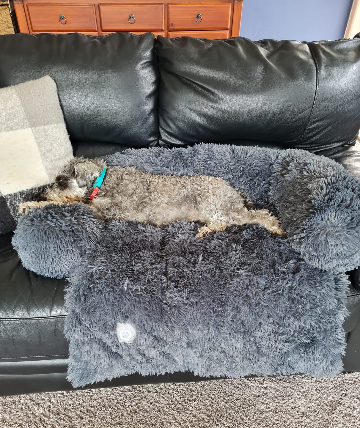 Customer photo review of Calming Couch Bed