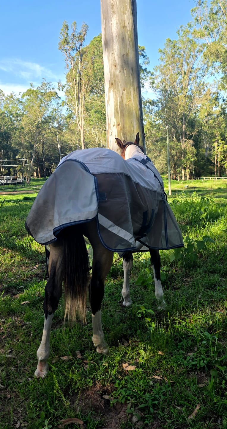 Customer photo review of LE Breeze Summer Sheet with Fieldsafe Front