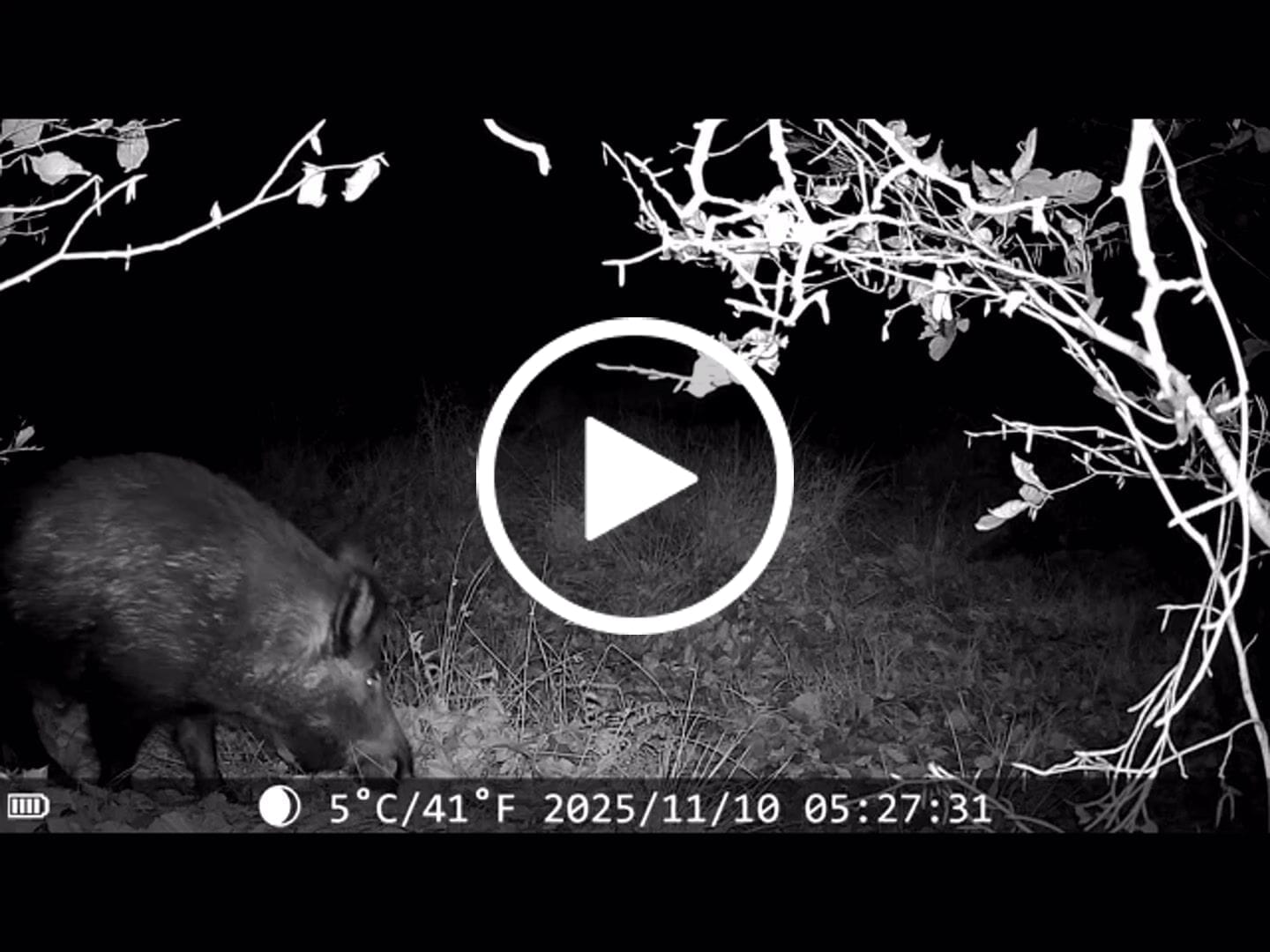 Customer video review of Siltcon® Wildcamera met Nachtzicht 4K - Waterdicht