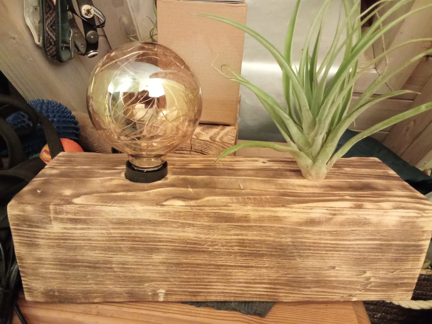 Customer photo review of Tillandsia capitata var. peach