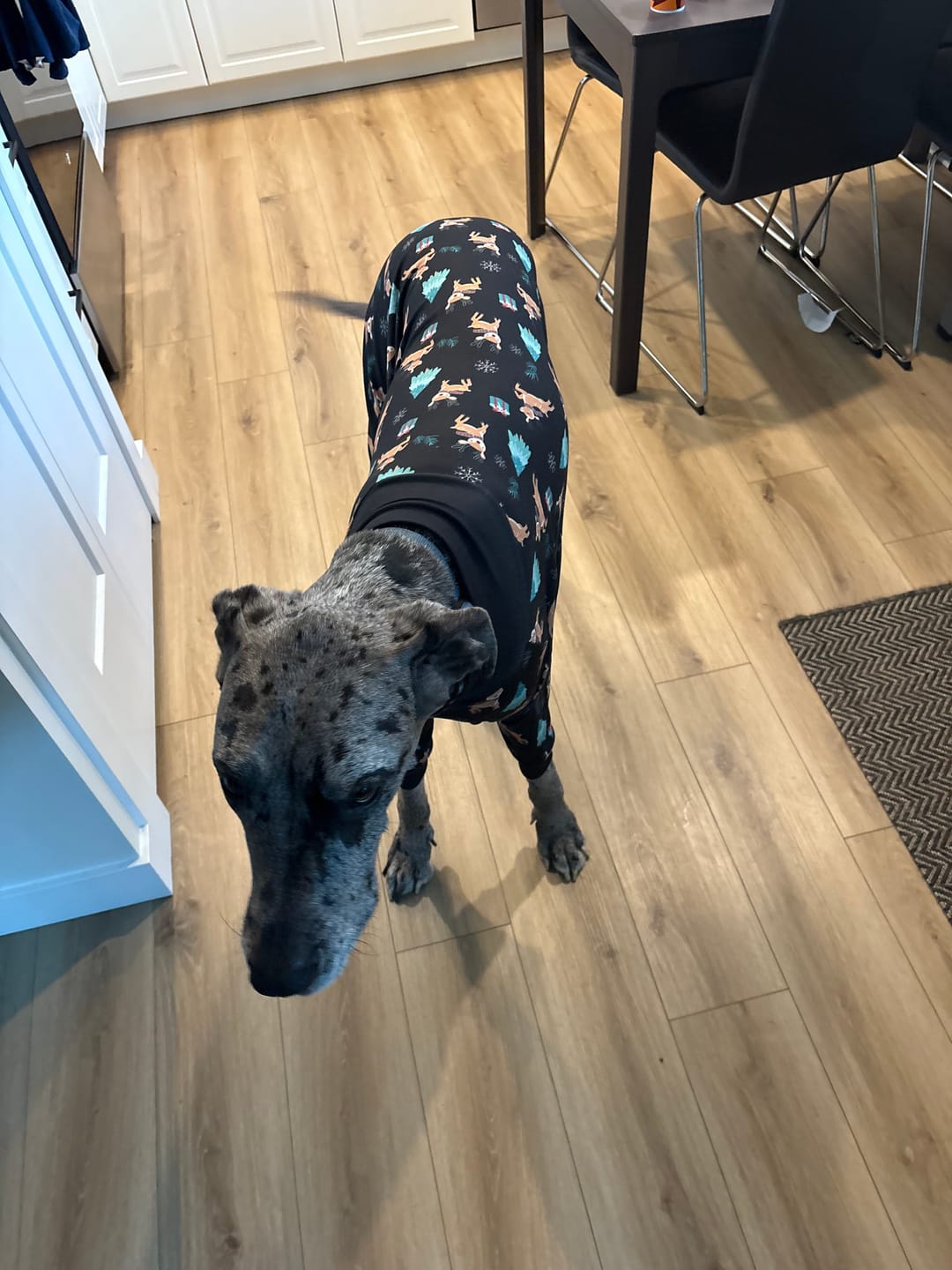 Customer photo review of Dog Christmas Pajama - Reindeers
