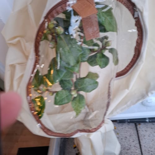 Customer photo review of Winterschutz für Kübelpflanzen mit Fenster XL H 100 x B 80 cm Ø 51 cm