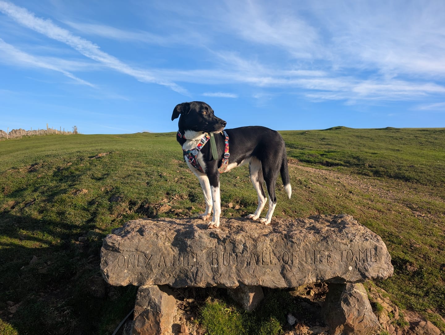 Customer photo review of Comfort Collar