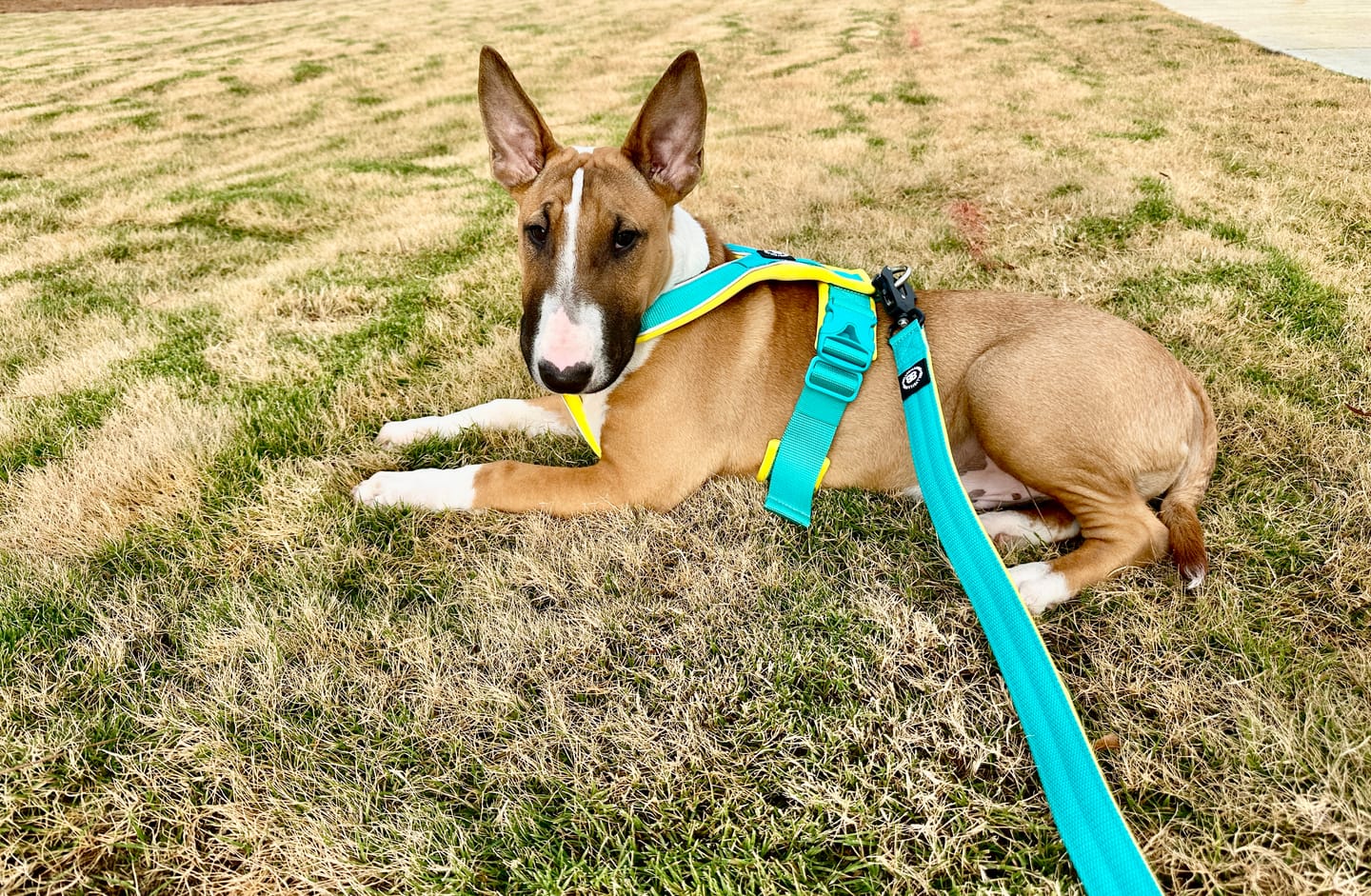 Customer photo review of Slip on Harness | Foam Padded - Turquoise x Yellow