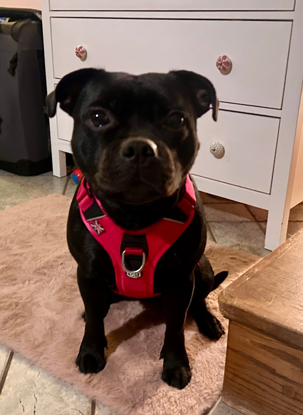 Customer photo review of Anti Pull Hurricane Harness Lighter | With Handle - Carminerose