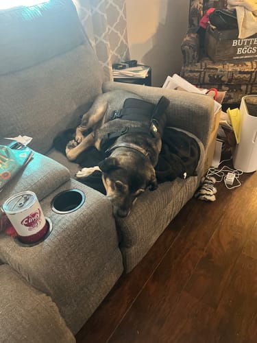 Customer photo review of No Pull Bully Proof Harness