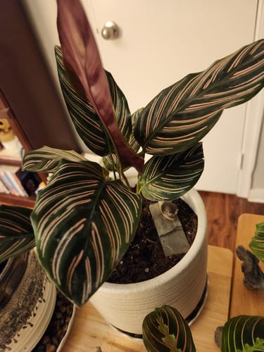 Customer photo review of Calathea ornata "Pinstripe"