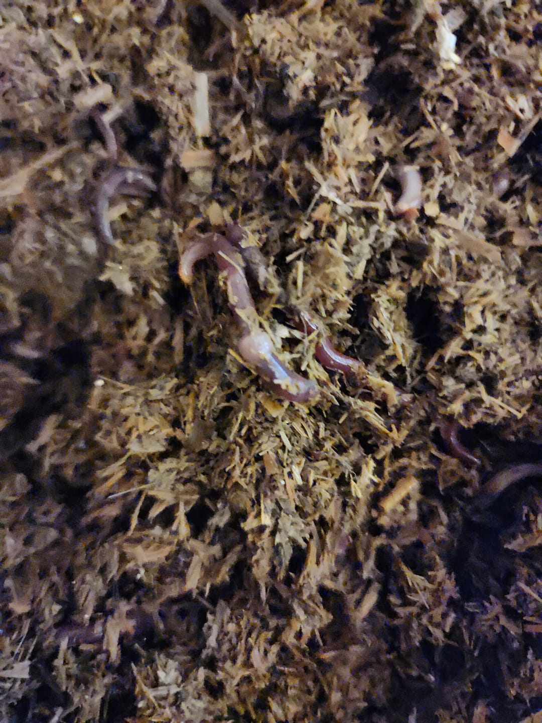 Customer photo review of Pure Red Wiggler Composting Worms
