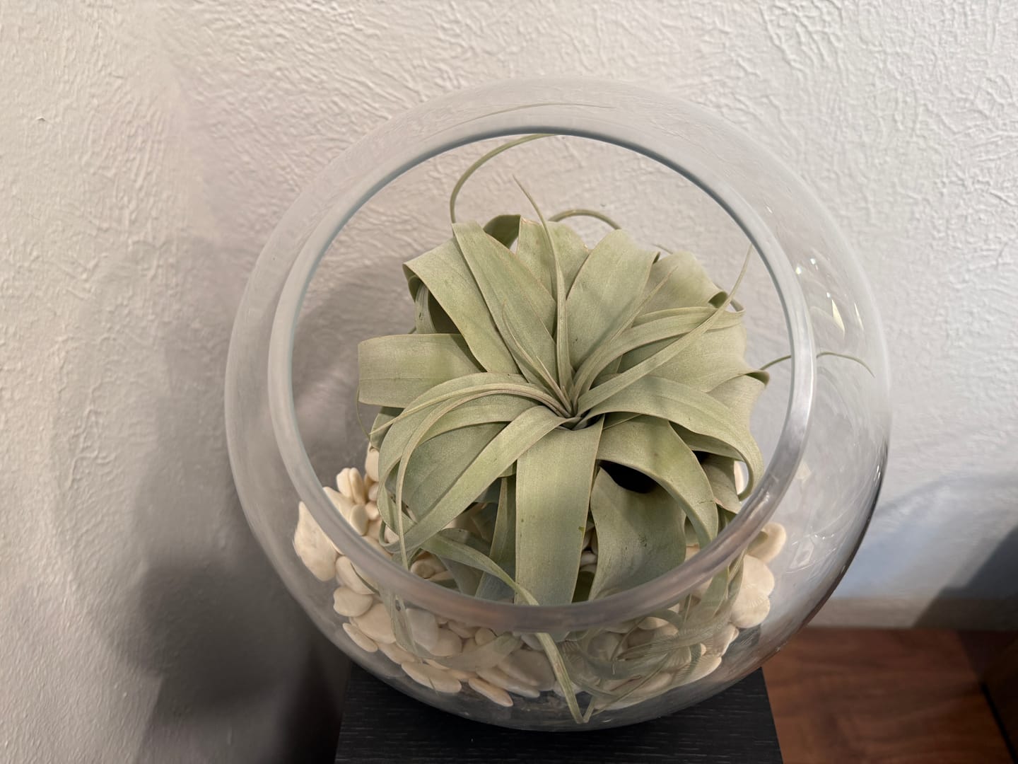 Customer photo review of Xerographica Thick Leaf Form  *Cannot Be Shipped Internationally*