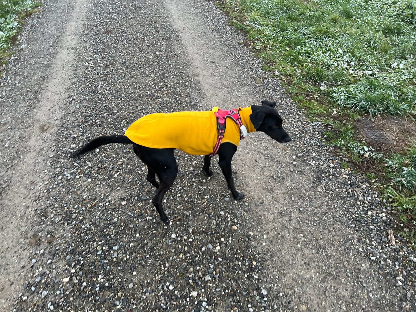 Customer photo review of Winnipeg "Mustard"