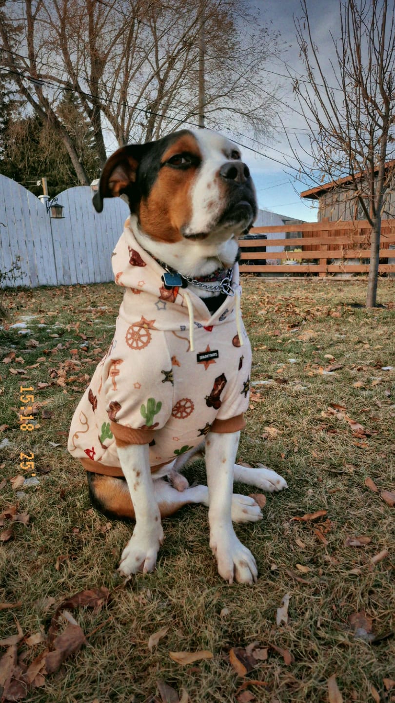 Customer photo review of Rodeo Dog Hoodie