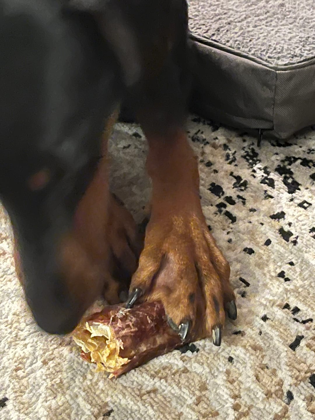 Customer photo review of 6 Inch Trachea Wrapped in Jerky