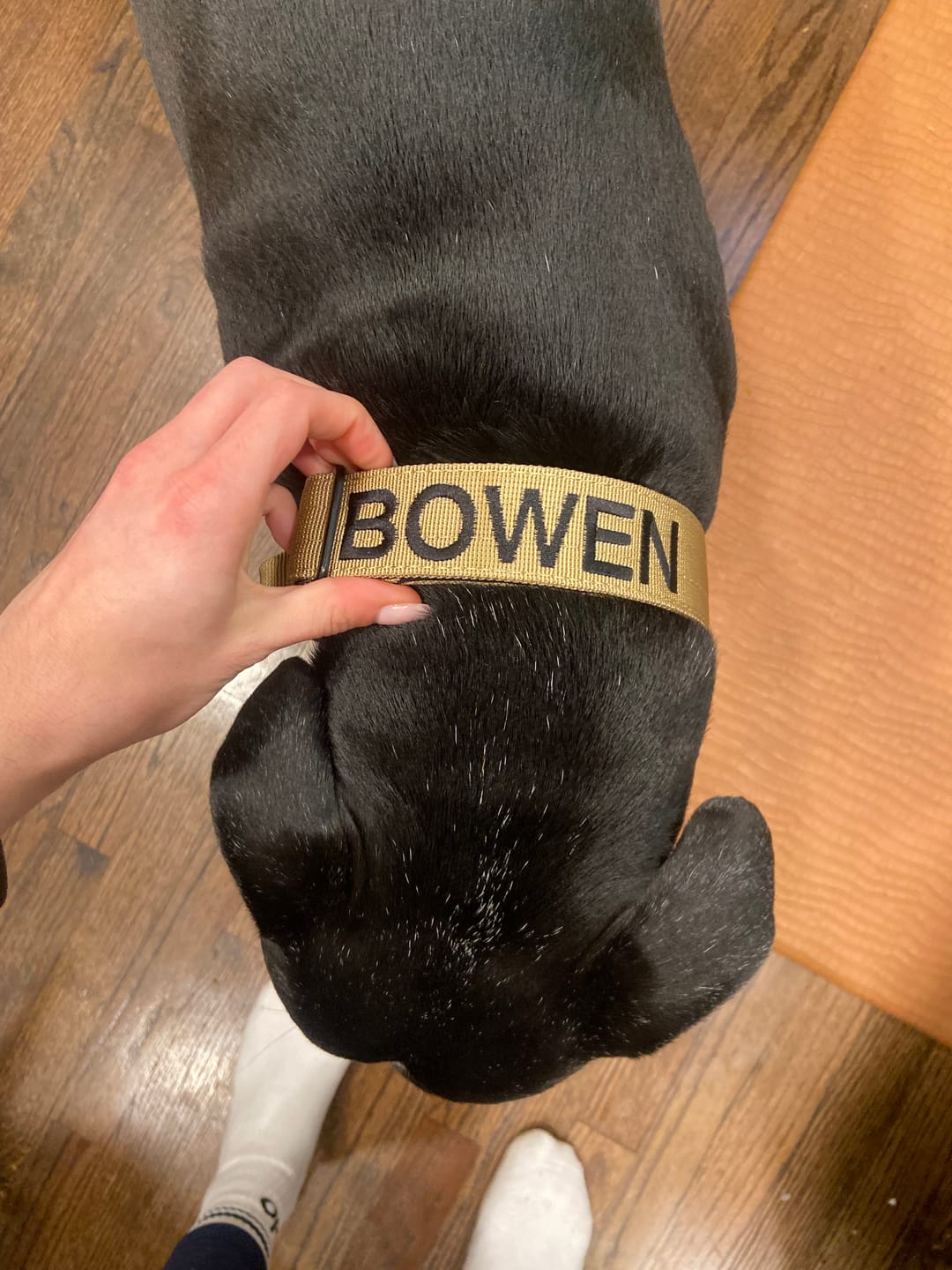 Customer photo review of 4cm Combat® Collar | Handle & Rated Clip - Tan