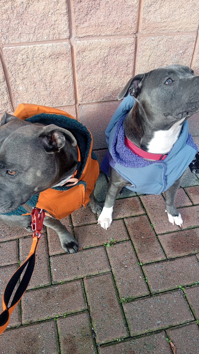 Customer photo review of Reversible Sherpa Jacket - Purple and Blue