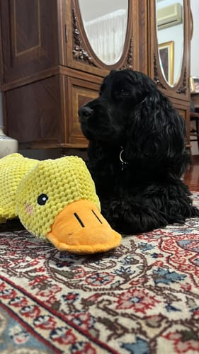 Customer photo review of Duck™ - Il Pupazzo Indistruttibile