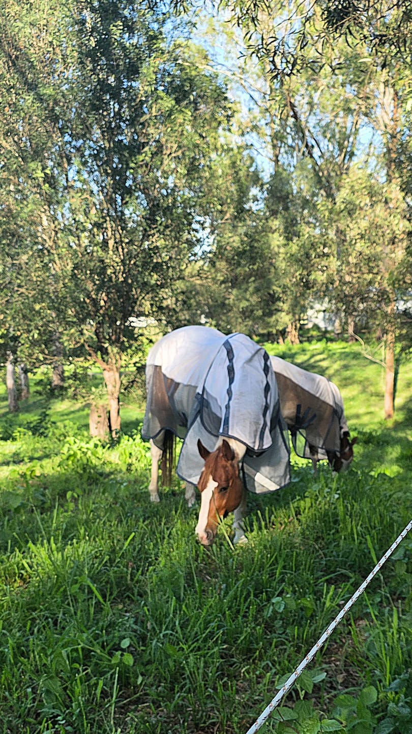 Customer photo review of LE Breeze Summer Sheet with Fieldsafe Front