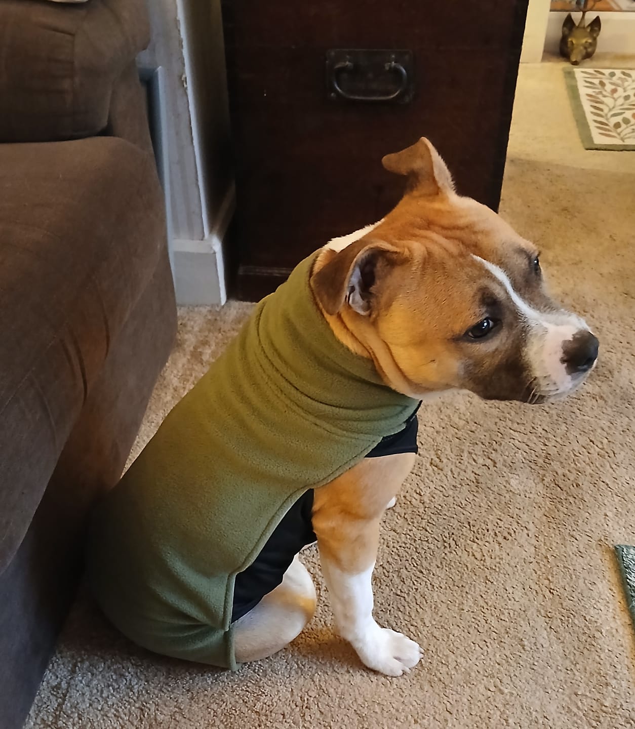 Customer photo review of Staffordshire Bull Terrier 1935® Fleece Coat - Green