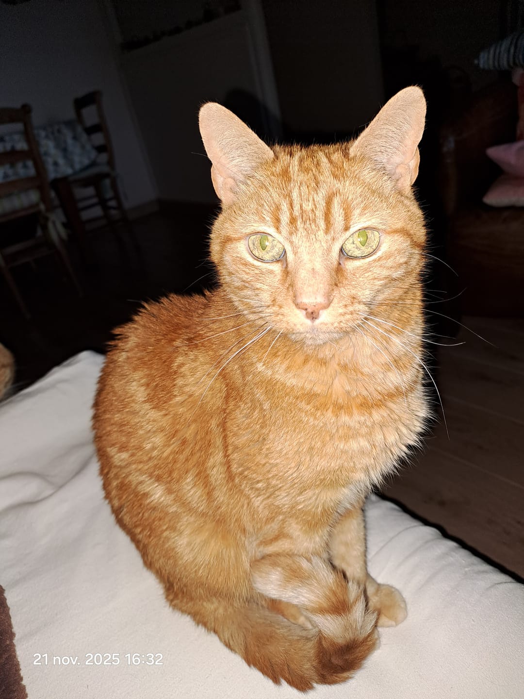 Customer photo review of Pâtées riches en volaille & aux courgettes (Chat âgé)
