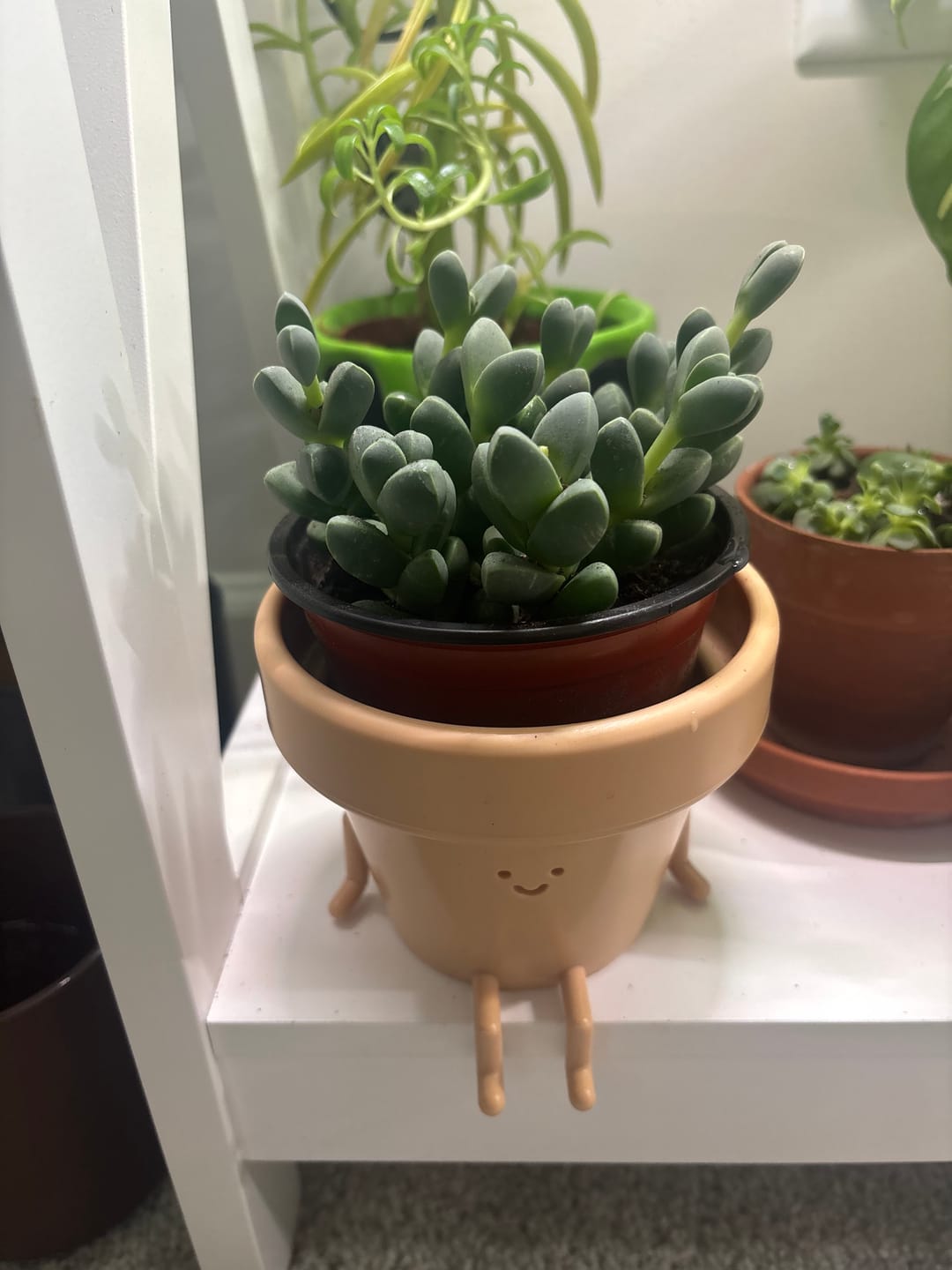 Customer photo review of Corpuscularia lehmannii - Ice Plant