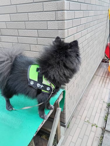 Customer photo review of FunFunPet 高機能ハーネス（お名前タグ作成サービス付き）