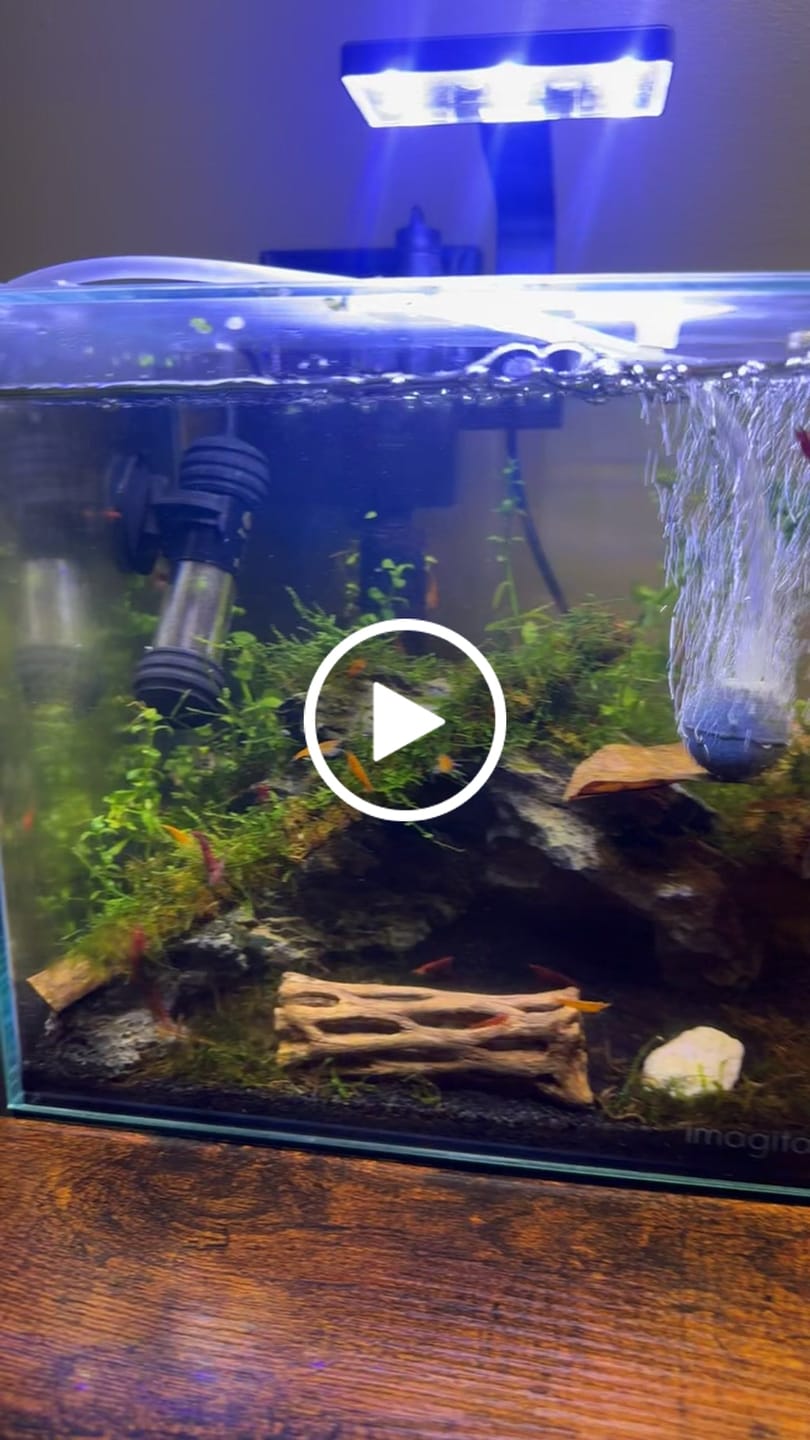 Customer video review of Orange Sunkist Shrimp