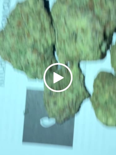 Customer video review of Gorilla Glue THCA Flower