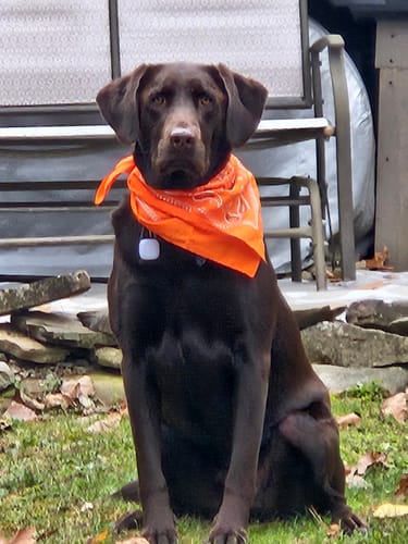 Customer photo review of 12 Inch Braided Jerky Stick