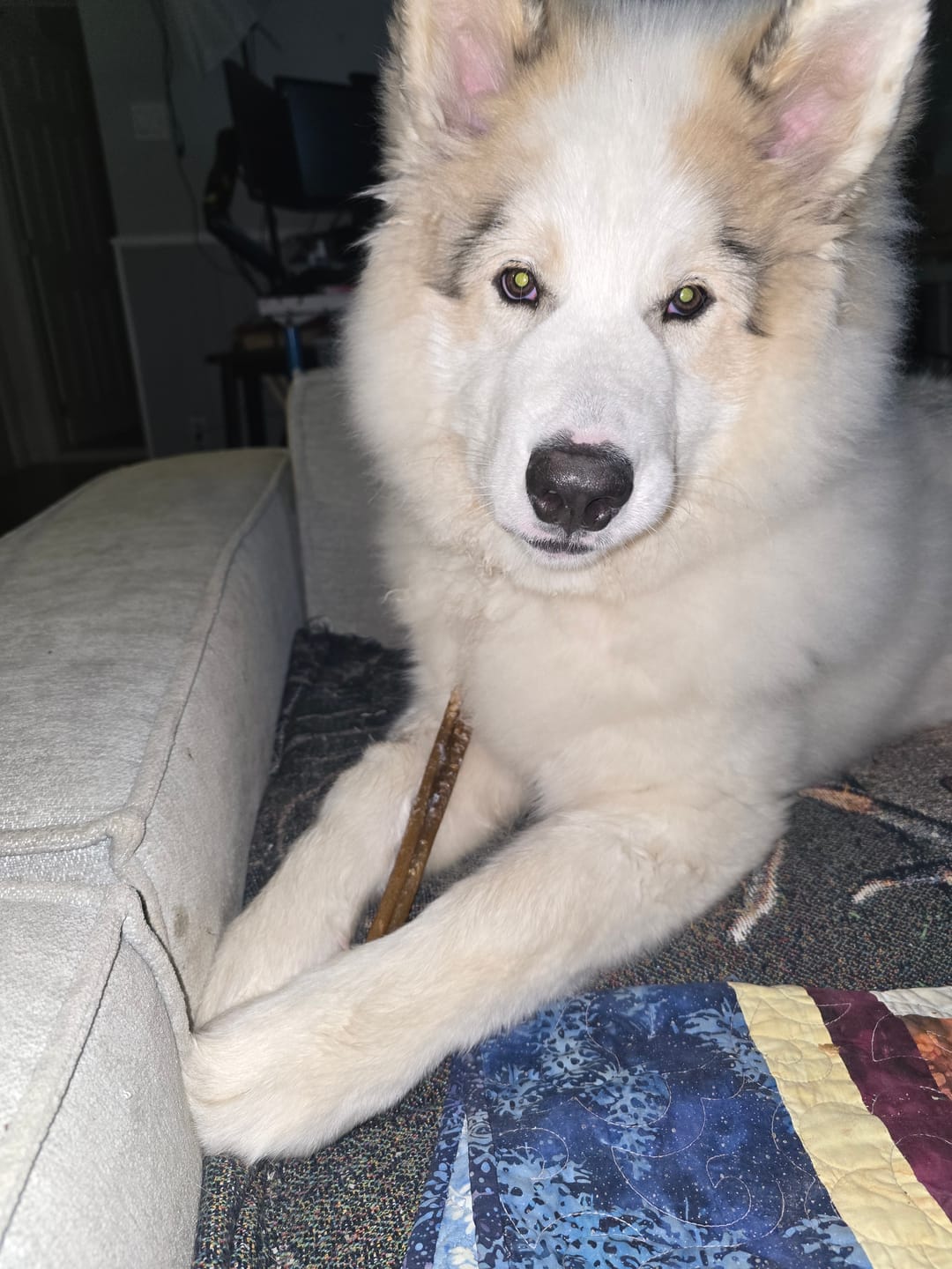 Customer photo review of 10-12 Inch Champion Chew