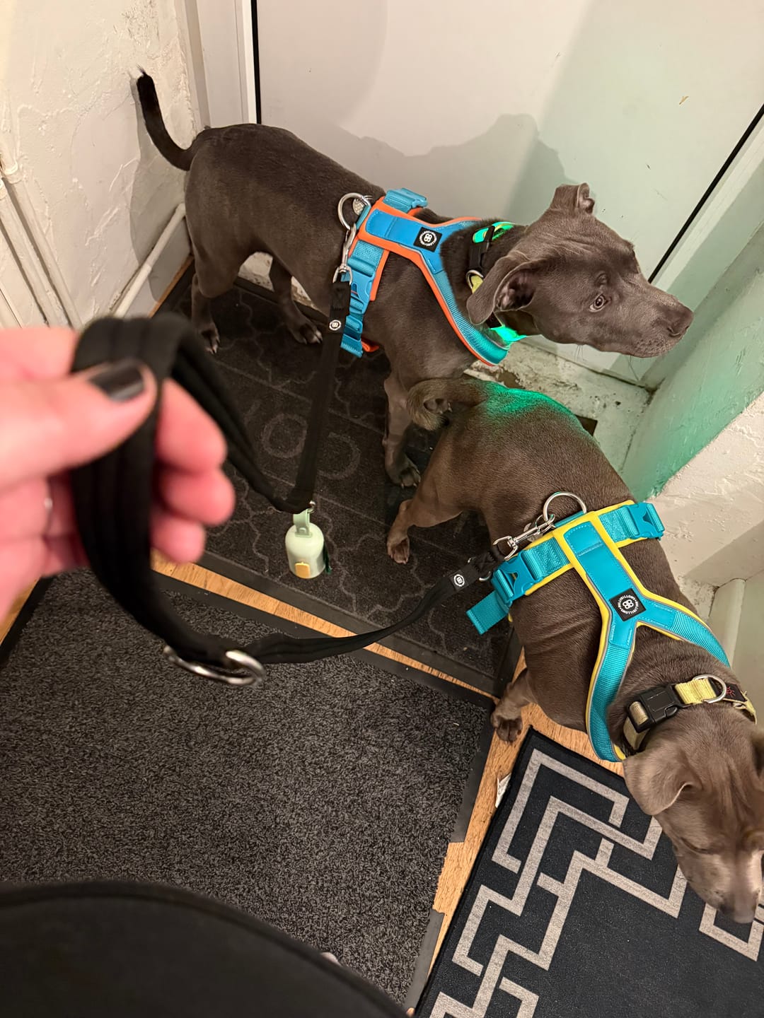 Customer photo review of Training Double Ended Dog Lead | 2m Length -  Black