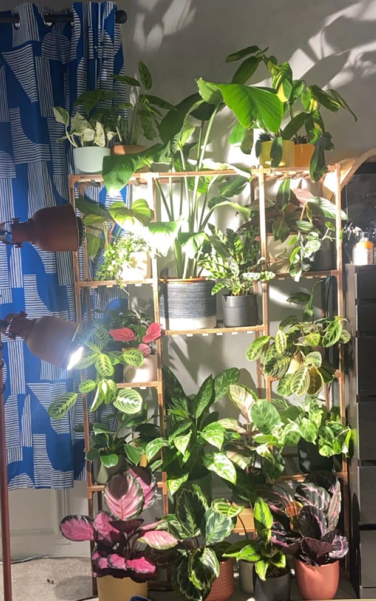Customer photo review of Pianta LED Grow Light 3-Pack bundle