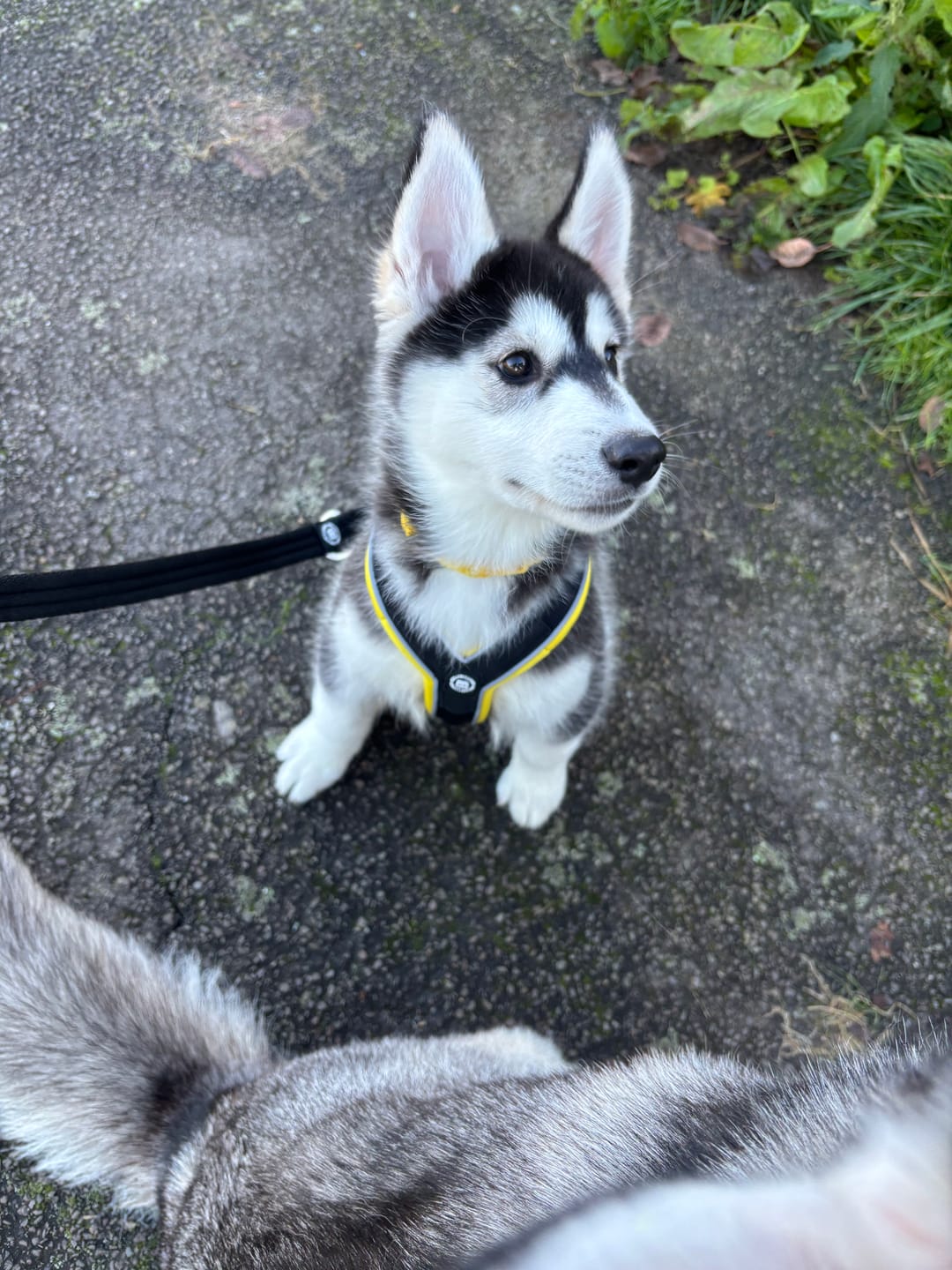 Customer photo review of Slip on Harness | Foam Padded - Black x Yellow