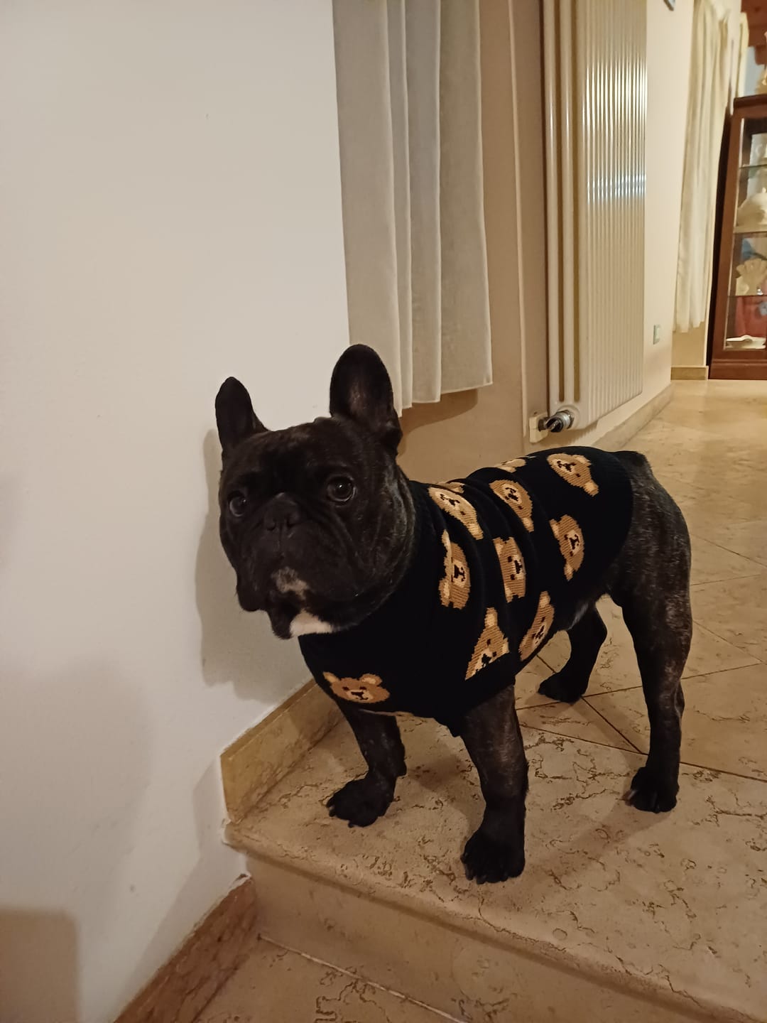 Customer photo review of Broken Teddy Bear Knit Dog Sweater - Black