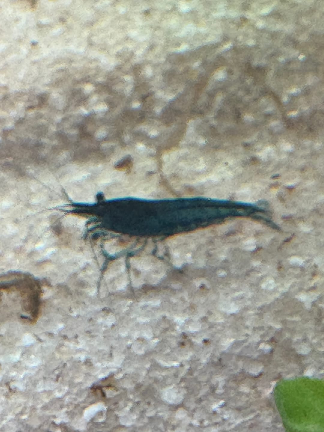 Customer photo review of Crystal Black Shrimp