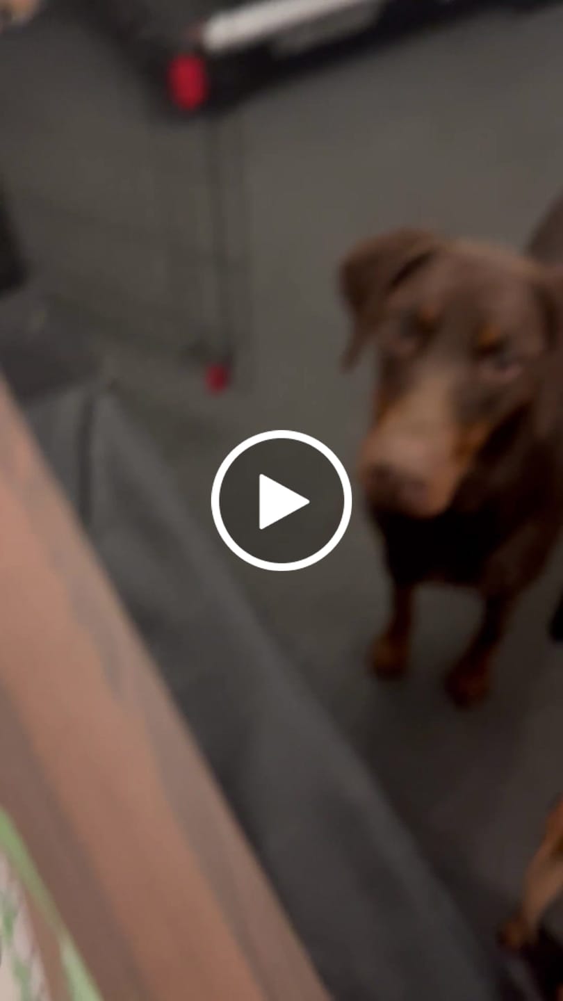 Customer video review of USA Turkey Tendons