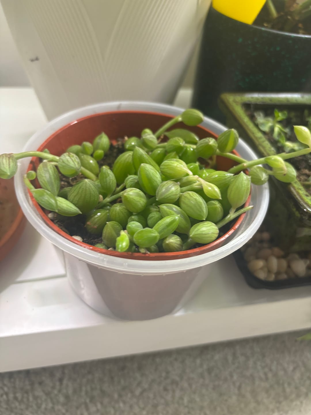 Customer photo review of String of Watermelon – Senecio herreianus