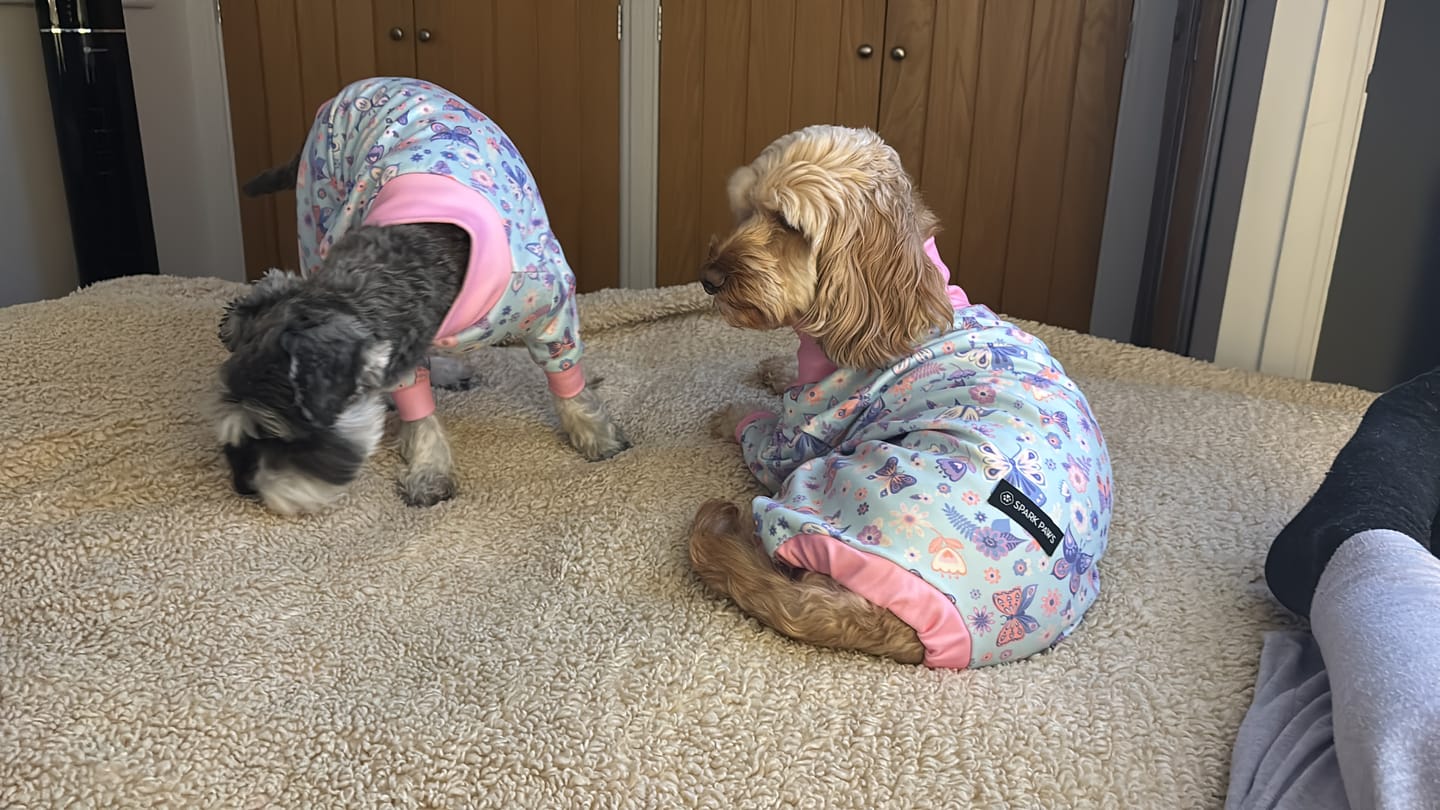 Customer photo review of Dog Pajama - Butterfly