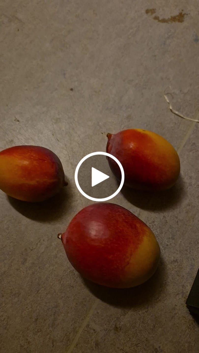 Customer video review of Mango Sensacion Bio von Paco Sonderpreis %