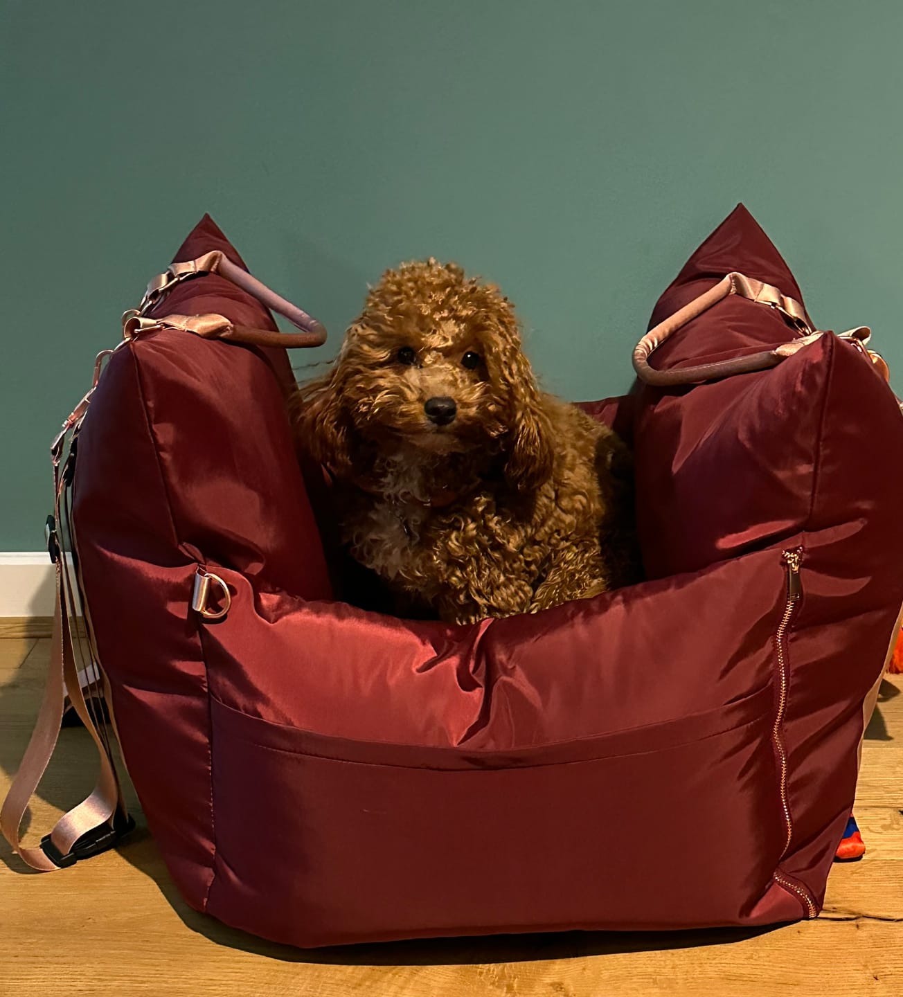 Customer photo review of Travel Dog Pod - Rosewood
