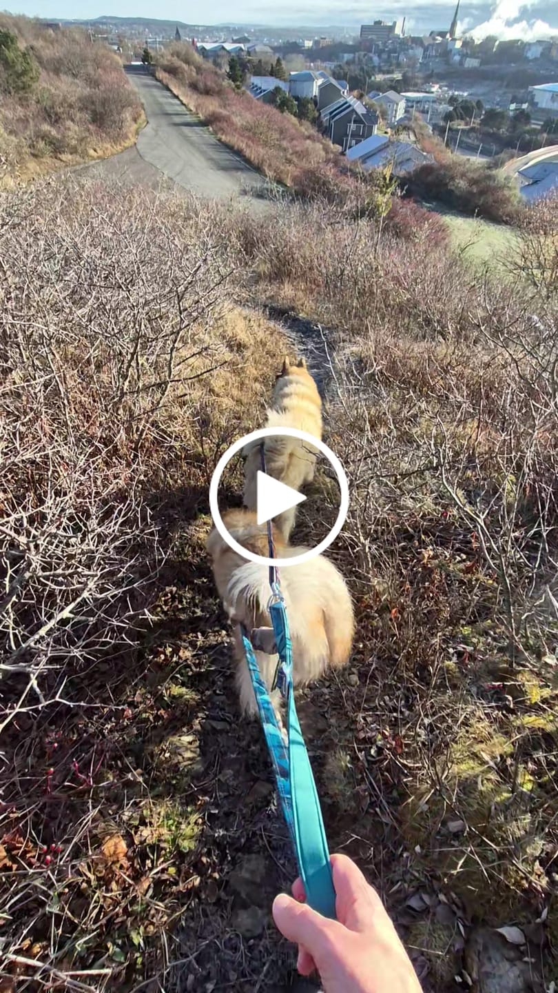 Customer video review of Multi-Way Lead