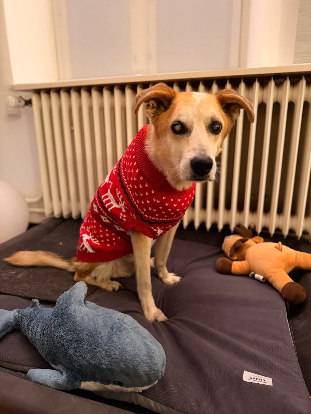 Customer photo review of Knit Christmas Dog Sweater - Dasher Red