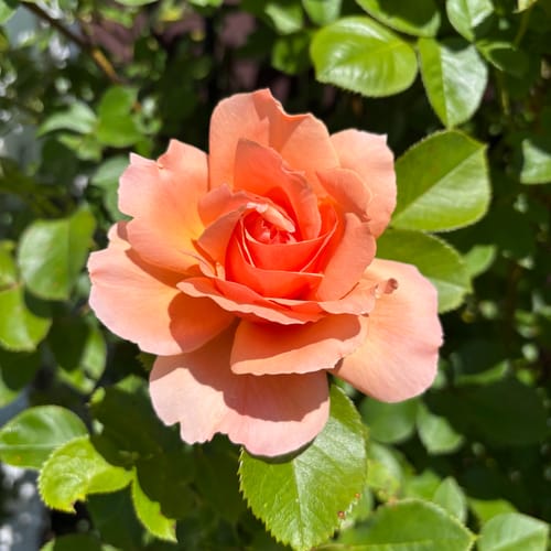 Customer photo review of Free Returns + Package Protection