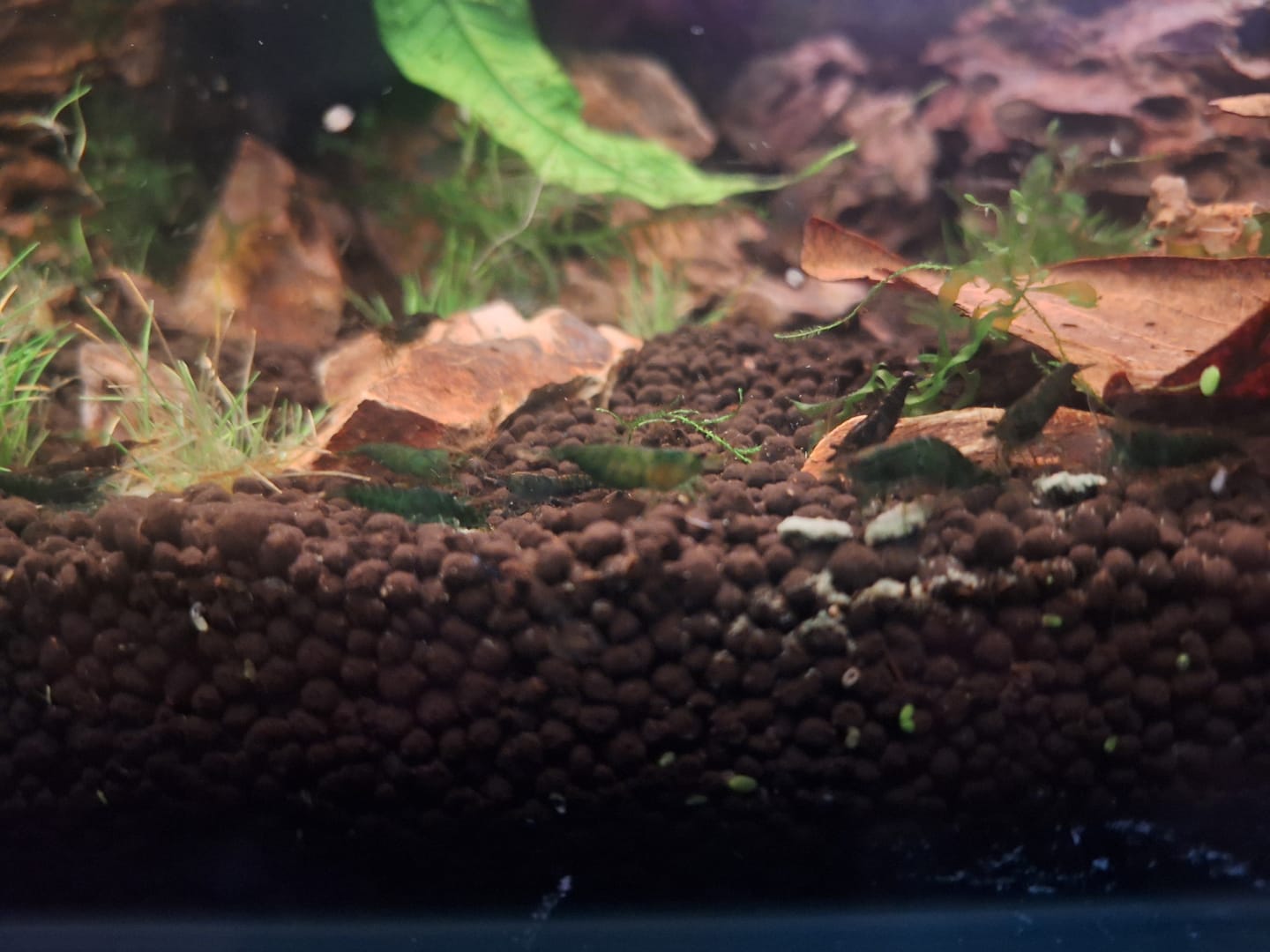 Customer photo review of Green Jade Shrimp
