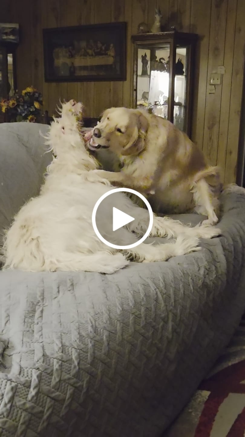 Customer video review of 1 LB Chew Pack