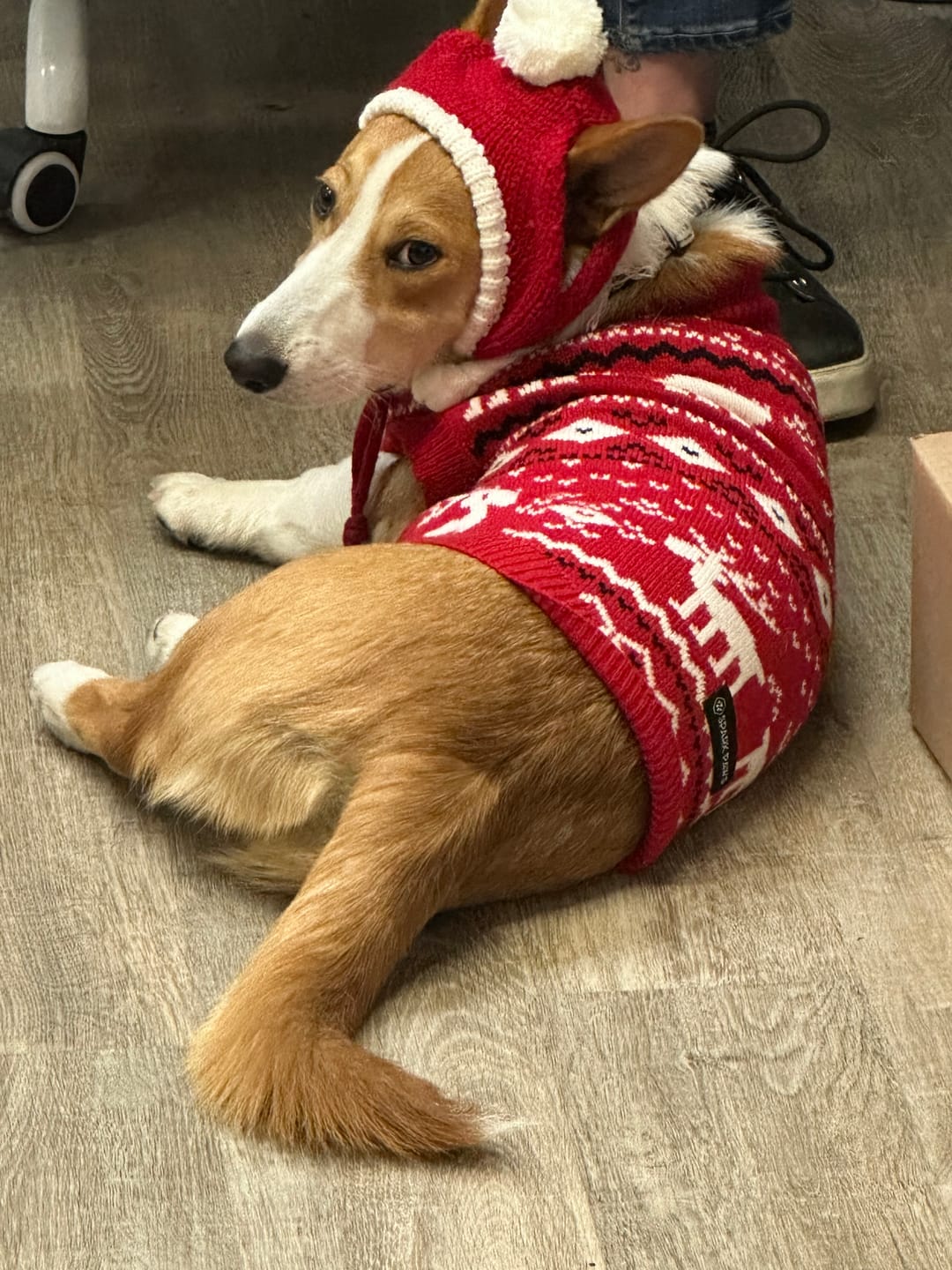 Customer photo review of Knit Christmas Dog Sweater - Dasher Red