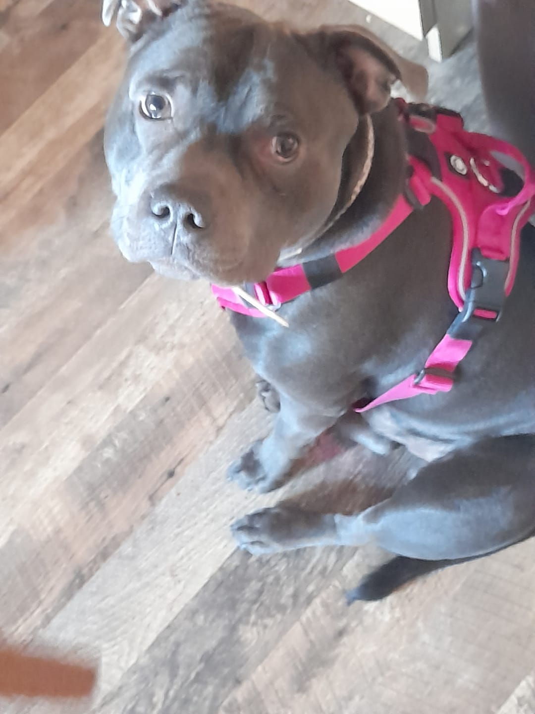Customer photo review of Anti Pull Hurricane Harness Lighter | With Handle - Carminerose