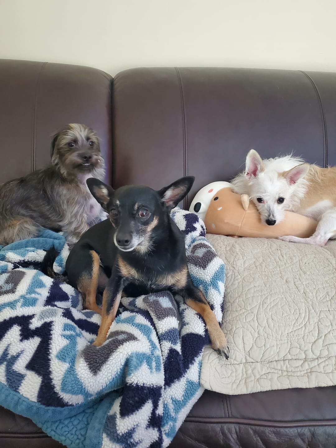Customer photo review of Earthbones Dental Chews For Dogs
