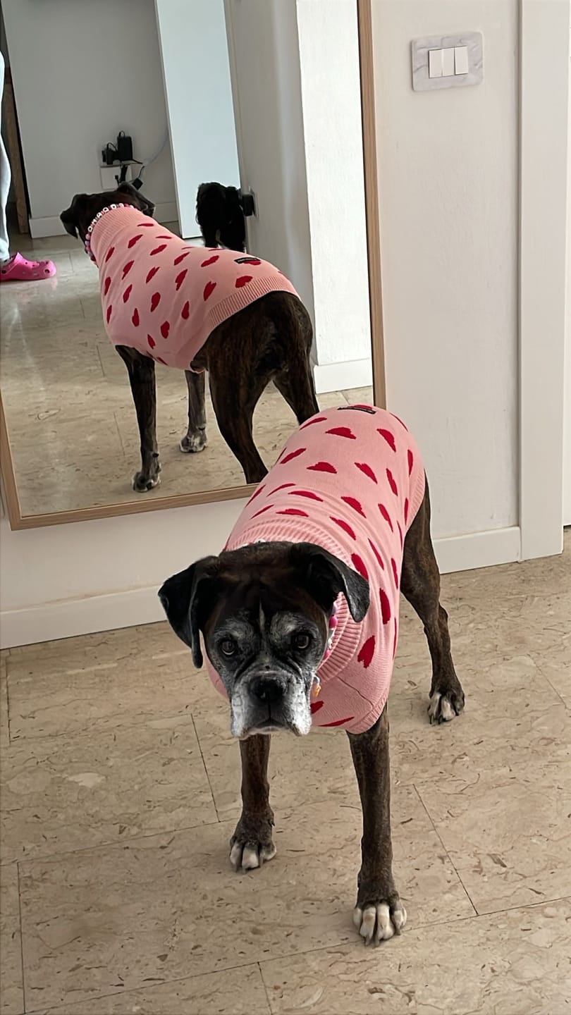 Customer photo review of Hearts Knit Dog Sweater