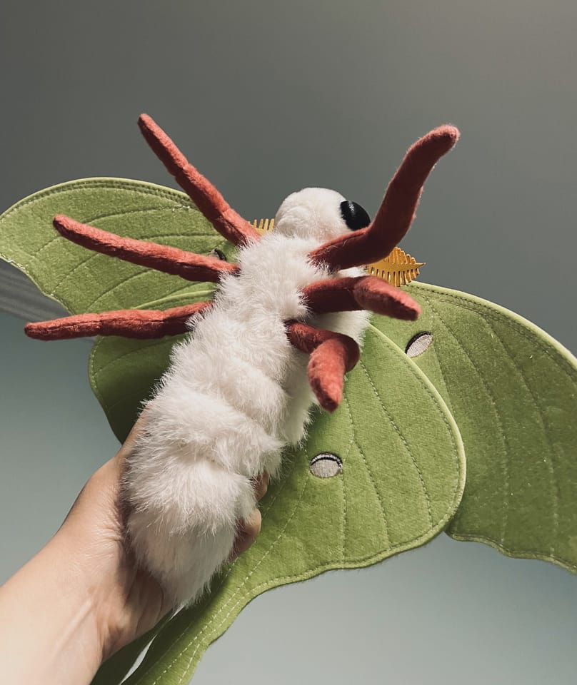 Customer photo review of Indian Moon Moth Plush – Soft, Lifelike, and Perfect for Nature Enthusiasts